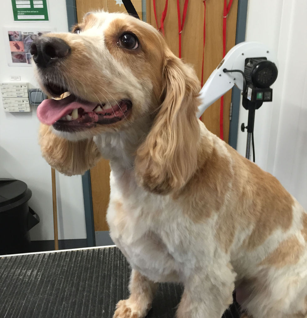 After (Poppy) Cockerspaniel