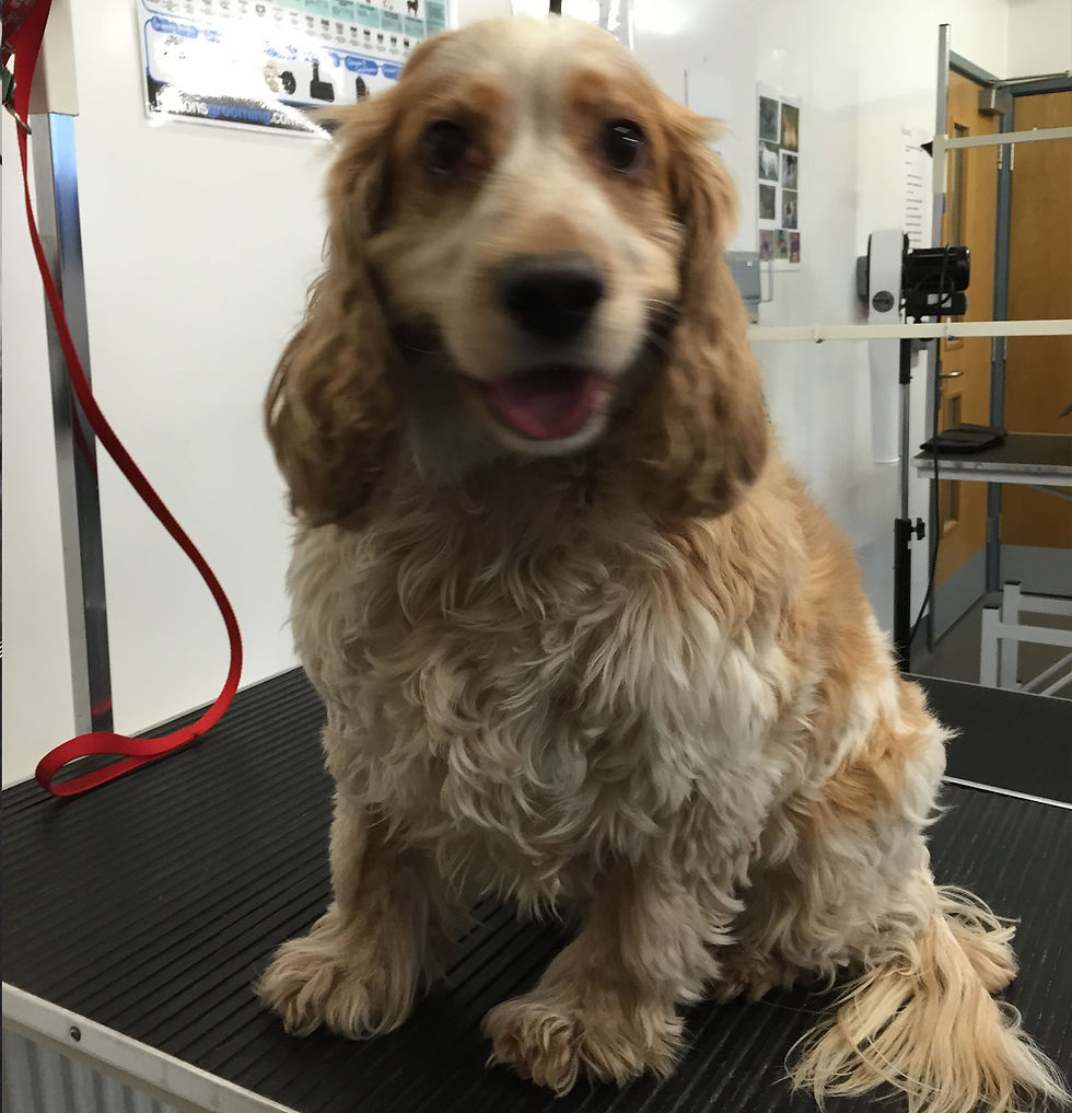 Before (Poppy) Cocker Spaniel