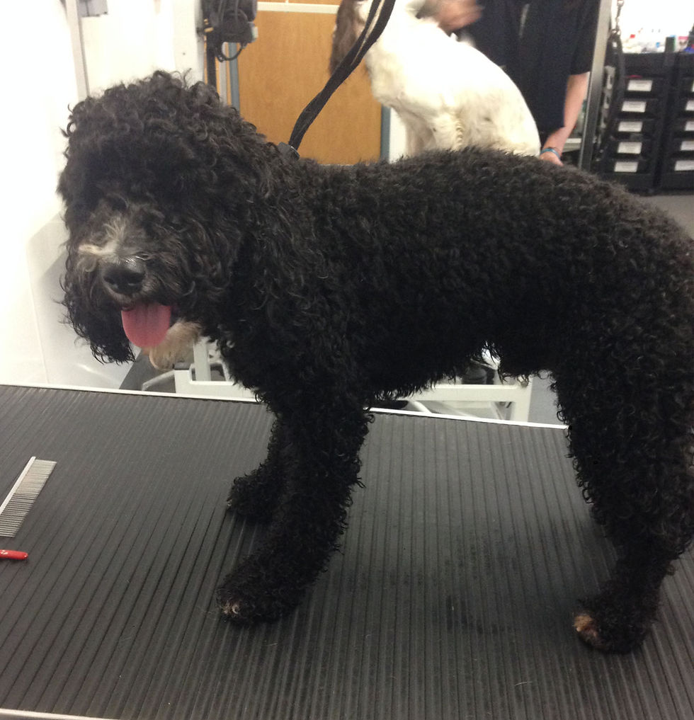 Before - Cockerpoo (Billly)