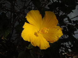 Yellow Beauty