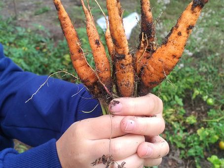 Nasze plony :-) Nasz szkolny ogródek