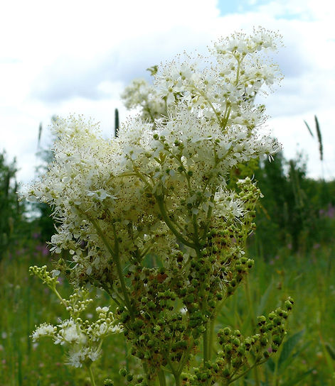 Купить Иван Чай