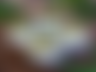 Fricassée d’escargots de Bourgogne !