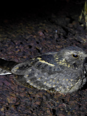 Jungle nightjar