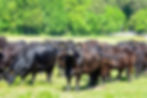 angus cattle in a field