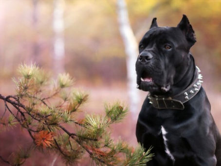 What’s the Best Food for Your Cane Corso?