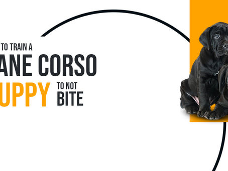 How to Train a Cane Corso Puppy to Not Bite?