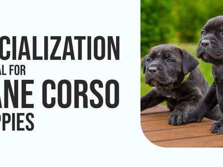 Socialization is Vital For Cane Corso Puppies