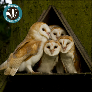 Owls | Chettle Village Store