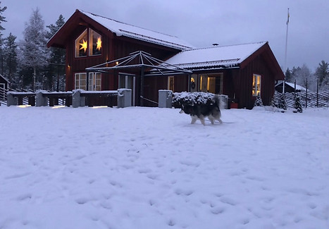 Dog friendly airbnb in snowy Sweden