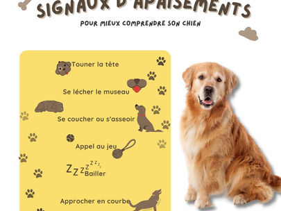 Reconnaitre les signaux d'apaisement