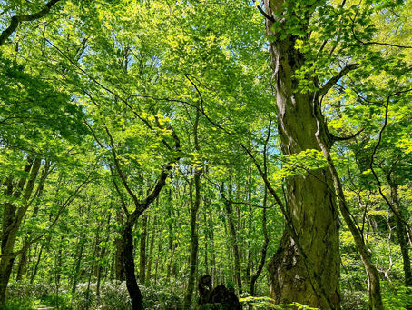 Beech forest, young greenery around Shinyu Onsen