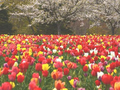 Tategamori Ark Farm, where food is life