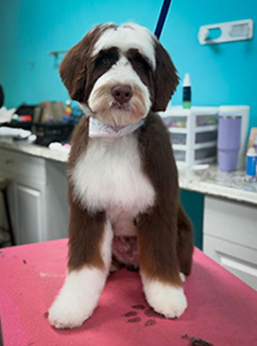 Clean, freshly groomed dog with a healthy coat after a dog grooming service at Beauty Pawlor in Coral Springs, Florida.