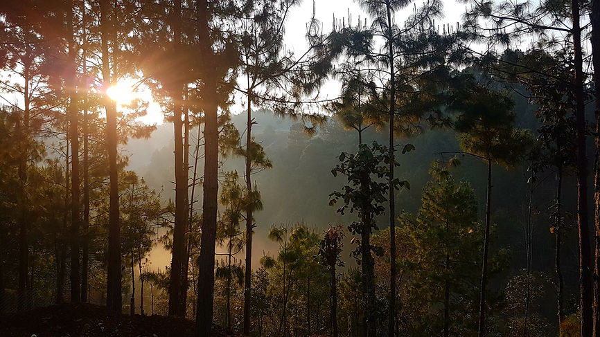 Peaceful and silent forest of San Cristobal de las Casas in Chiapas Mexico, perfect locati