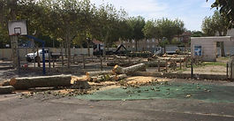 C'est fait, les arbres sont abattus.