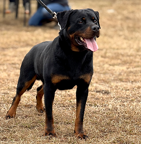 Braga Vom Schwarzerwald