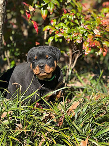 Deputy Crome Vom Vintage Hause