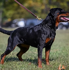 J-Lo Vom Hunnen-Konig