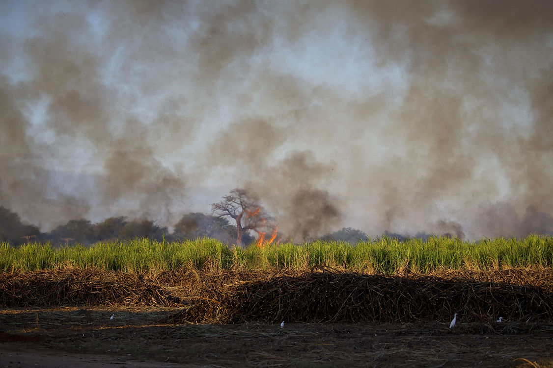 Burning cane.jpg
