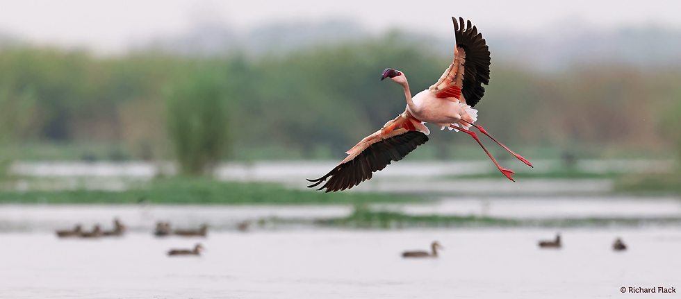 Lesser-Flamingo-(1).png