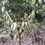 Thumbnail: Cacao Fruit