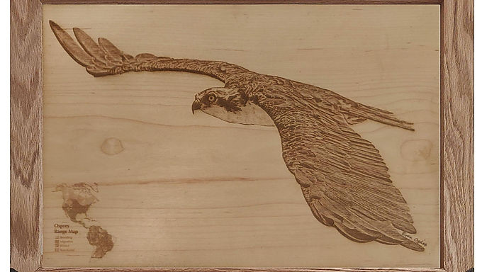 Osprey in Flight photo, laser engraved