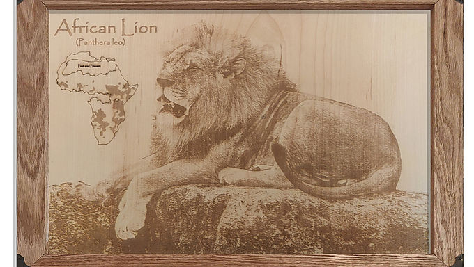 African Lion, Past and Present