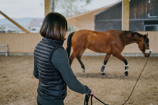 Tensegrales Training für Pferde | Alexandra Marti