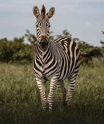 Responsible mobile safaris Okavango Delta, Botswana. Small groups, wildlife experiences. Photo by Svenja Stumpe