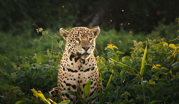 apex-safari-jaguar-pantanal-brazil-travelagency-4_edited.jpg