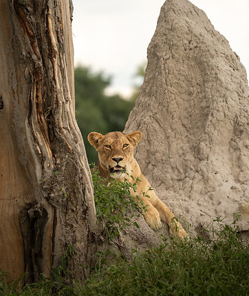 Responsible mobile safaris Okavango Delta, Botswana. Small groups, wildlife experiences. Photo by Svenja Stumpe