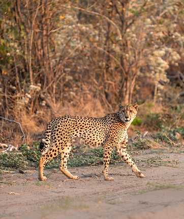 uncovering-wild-mobile-safaris-botswana-okavango-delta-safari-50.jpg