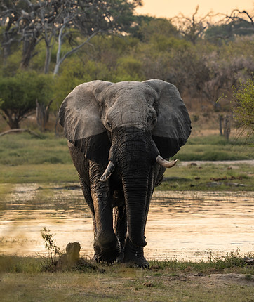 uncovering-wild-mobile-safaris-botswana-