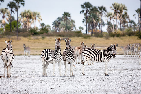 uncovering-wild-mobile-safari-botswana-okavango-svenja-stumpe-responsible-safaris-13-2.jpg