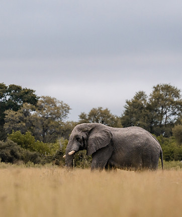 Responsible mobile safaris Okavango Delta, Botswana. Small groups, wildlife experiences. Photo by Svenja Stumpe