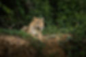 apex-safari-jaguar-pantanal-brazil-travelagency-7.jpg