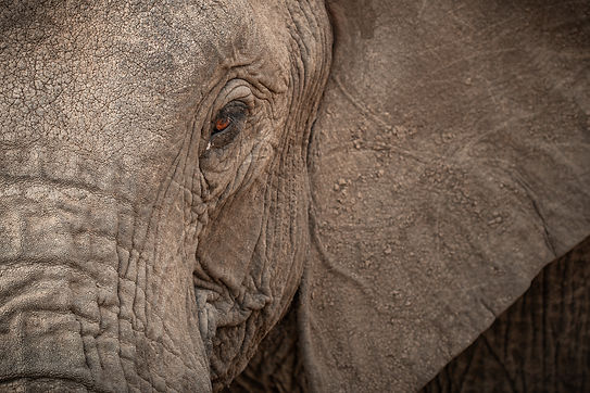 uncovering-wild-mobile-safari-botswana-okavango-svenja-stumpe-responsible-safaris-1-3.jpg