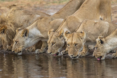 uncovering-wild-mobile-safari-botswana-okavango-svenja-stumpe-responsible-safaris-7-2.jpg