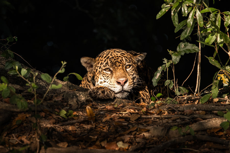 apex-safari-jaguar-pantanal-brazil-travelagency-3.jpg