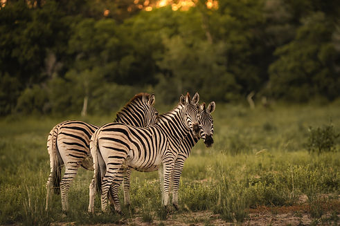 uncovering-wild-safari-botswana-okavango-svenja-stumpe-1-6.jpg