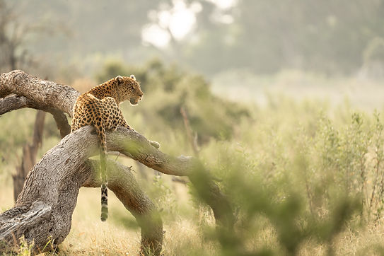 uncovering-wild-mobile-safari-botswana-okavango-svenja-stumpe-responsible-safaris-1-6_edit