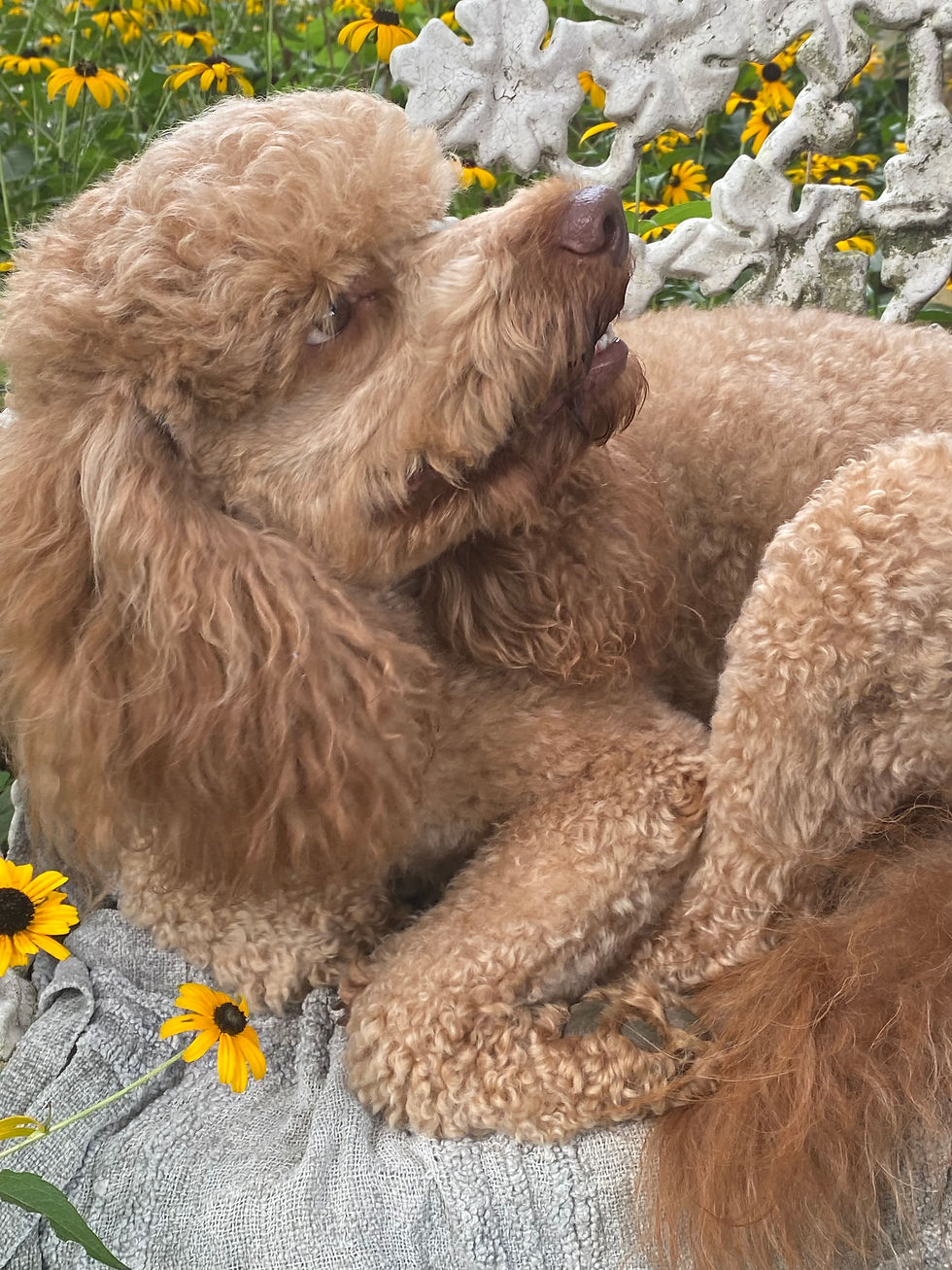GEORGE