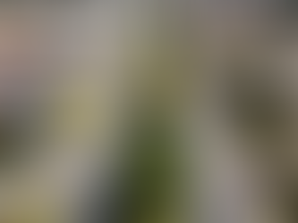 Avenida das Torres será um respiro verde para Curitiba e para quem vive nela