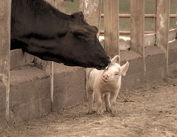 Cow and Piglet_edited.jpg