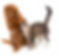 chat-domestique-pelucheux-gris-longs-cheveux-montrant-son-affection-chien-brun-longs-cheve
