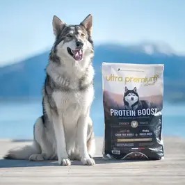 croquettes pour chiens au salon de toilettage croissy sur seine, yvelines