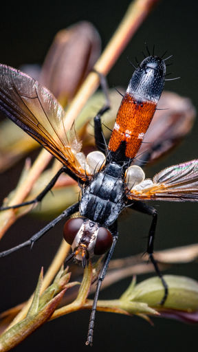 WEBSITE 2023 MACRO 100-16.jpg