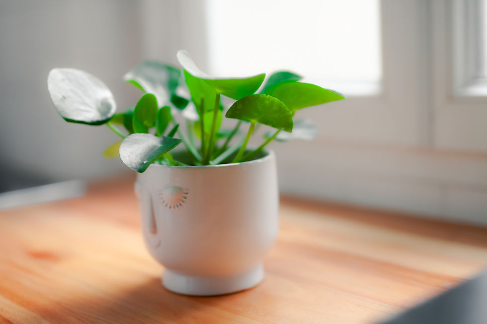 Photo d'une plante verte, une Pièce de monnaie de Chine