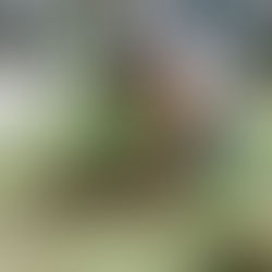 Learn to Landscape with Magnolia!